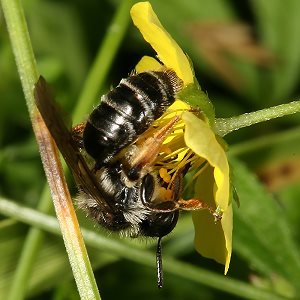 Andrena tarsata, W, an Potentilla erecta (6)