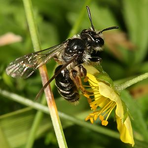 Andrena tarsata, W, an Potentilla erecta (7)