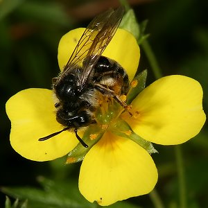 Andrena tarsata, W, an Potentilla erecta (9)