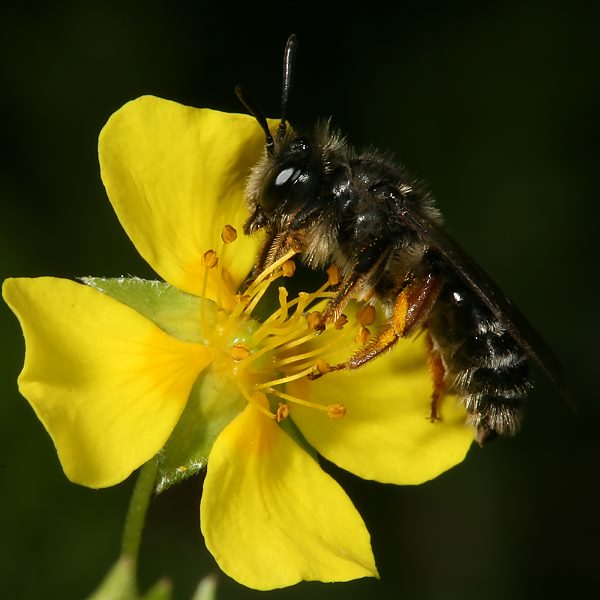 Andrena tarsata, W