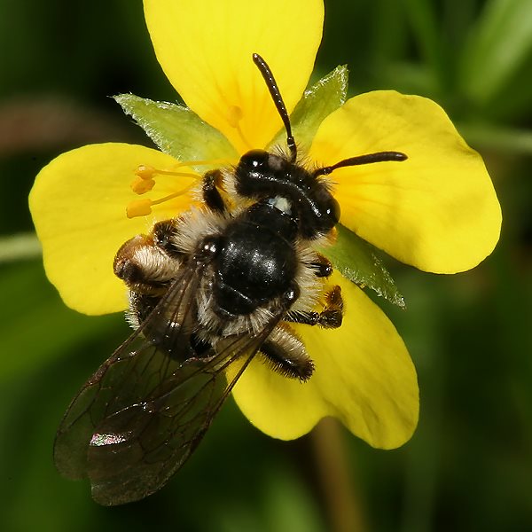 Andrena tarsata, W