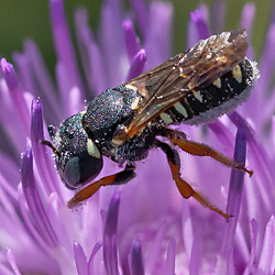 "Salzsteppen-Zwergwollbiene" (Anthidium tenellum), W Anthidium tenellum, W