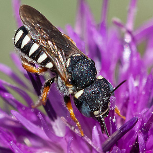 Anthidium tenellum, W