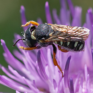 Anthidium tenellum, W