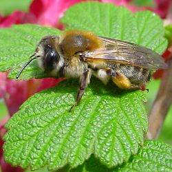 Sandbiene Andrena tibialis, W Sandbiene Andrena tibialis, W