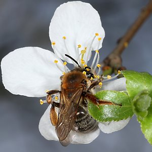 Sandbiene Andrena tibialis, W