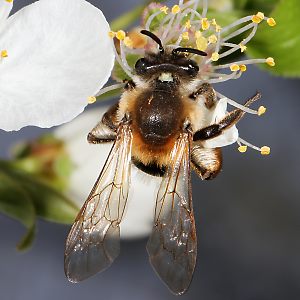 Andrena tibialis, W