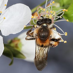 Andrena tibialis, W