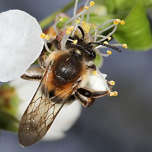 Andrena tibialis, W