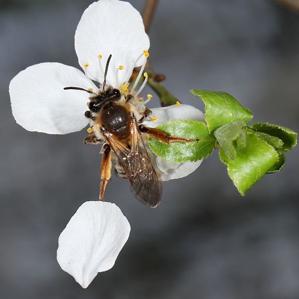 Andrena tibialis, W