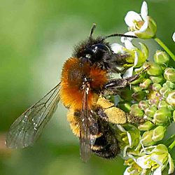Andrena tscheki, W (Jugenheim, 7.4.2018) Andrena tscheki, W