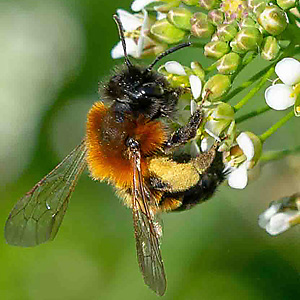 Sandbiene Andrena tscheki, W Sandbiene Andrena tscheki, W