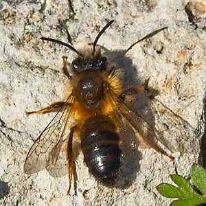 Andrena tscheki, M Andrena tscheki, M