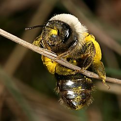 Sandbiene Andrena vaga Sandbiene Andrena vaga