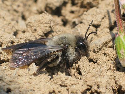 Sandbiene Andrena vaga, W Sandbiene Andrena vaga, W