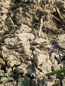 Sandbiene Andrena vaga, M Sandbiene Andrena vaga, M