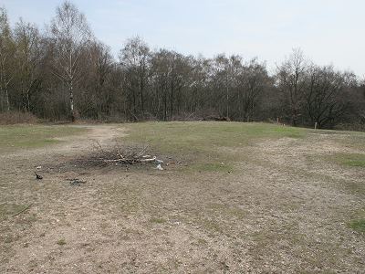 Nest-Kolonie von Andrena vaga auf dem Haaner Sandberg Nest-Kolonie von Andrena vaga