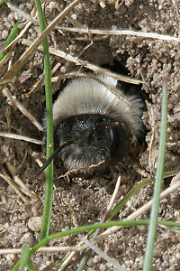 Andrena vaga im Nesteingang Andrena vaga im Nesteingang