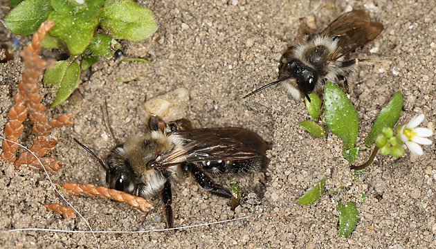 Andrena vaga W+M, Hang in SG-Ohligs Andrena vaga W+M, Hang in SG-Ohligs