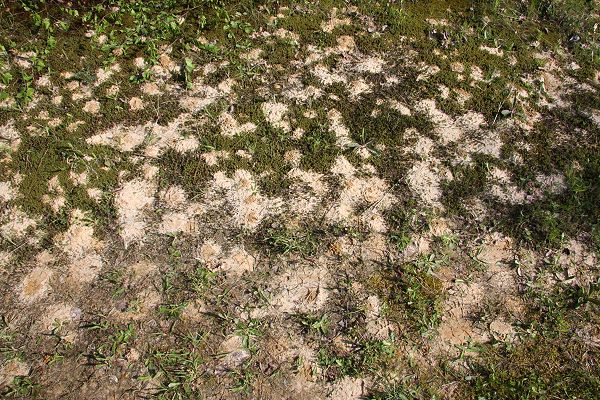 Große Nest-Kolonie der Sandbiene Andrena vaga Große Nest-Kolonie der Sandbiene Andrena vaga
