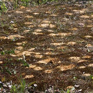 Nestkolonie von Andrena vaga