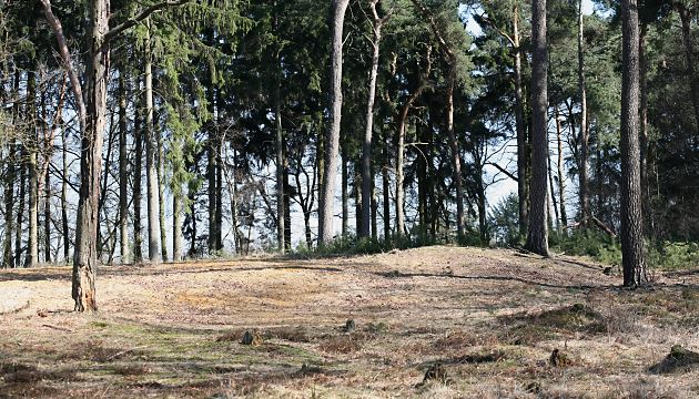 Andrena-vaga-Kolonie auf einer Lichtung (1) Andrena-vaga-Kolonie auf einer Lichtung (1)