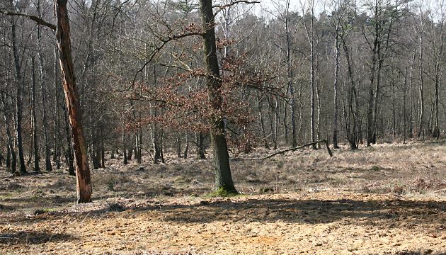 Andrena-vaga-Kolonie auf einer Lichtung (2) Andrena-vaga-Kolonie auf einer Lichtung (2)
