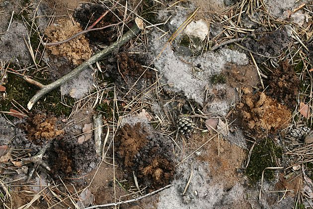 Andrena-vaga-Kolonie in der Ohligser Heide (2) Andrena-vaga-Kolonie in der Ohligser Heide (2)