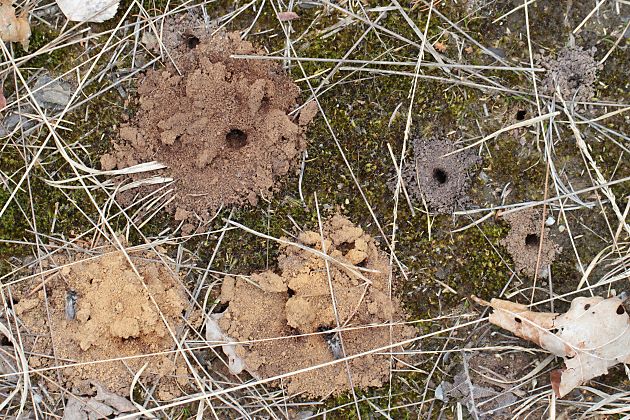 Andrena-vaga-Kolonie im NSG Ohligser Heide (1) Andrena-vaga-Kolonie im NSG Ohligser Heide (1)