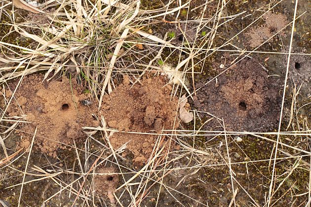 Andrena-vaga-Kolonie im NSG Ohligser Heide (2) Andrena-vaga-Kolonie im NSG Ohligser Heide (2)