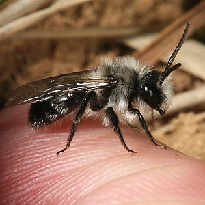 Andrena vaga, M Andrena vaga, M