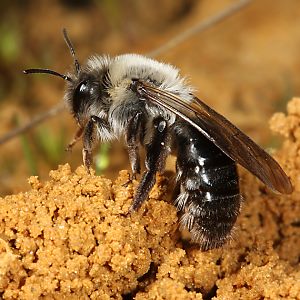 Andrena vaga, W Andrena vaga, W
