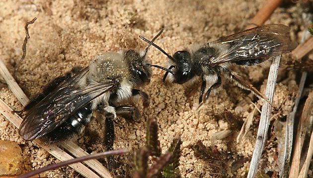 Andrena vaga, WM Andrena vaga, WM