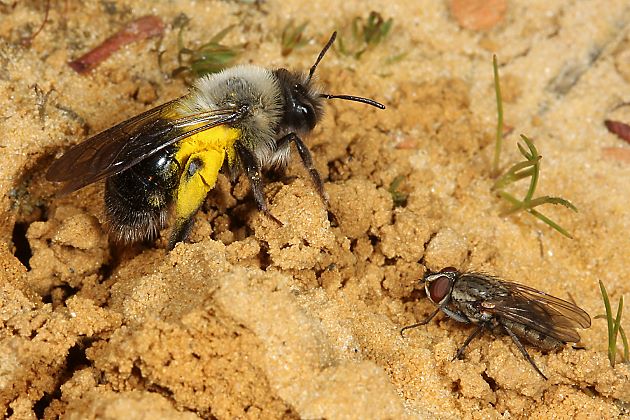 Andrena vaga, W, mit Satellitenfliege Andrena vaga, W, mit Satellitenfliege