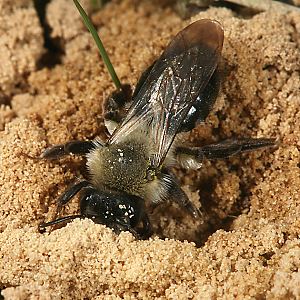 Andrena vaga, W, grabend Andrena vaga, W, grabend