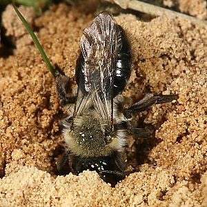 Andrena vaga, W, grabend Andrena vaga, W, grabend