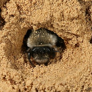 Andrena vaga, W, im Nesteingang Andrena vaga, W, im Nesteingang