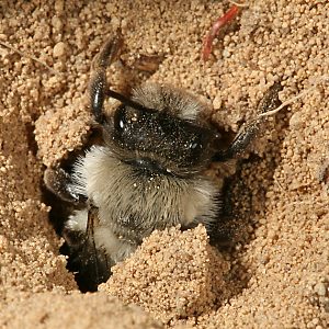 Andrena vaga, W, im Nesteingang Andrena vaga, W, im Nesteingang