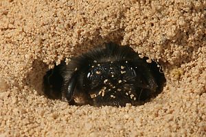 Andrena vaga, W, grabend