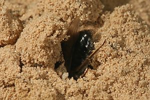 Andrena vaga, W, vor dem Nest Andrena vaga, W, vor dem Nest