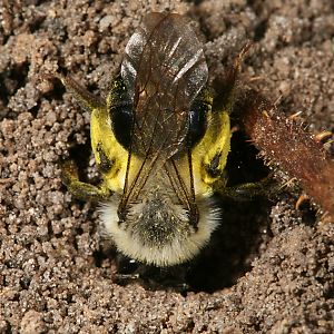 Andrena vaga, W, grabend Andrena vaga, W, grabend