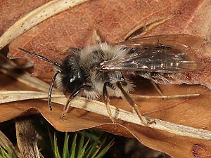Andrena vaga, M, auf Nestsuche Andrena vaga, M, auf Nestsuche