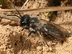 Andrena vaga, M, auf Nestsuche Andrena vaga, M, auf Nestsuche