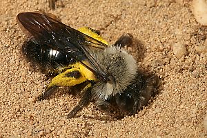 Andrena vaga, W, grabend Andrena vaga, W, grabend