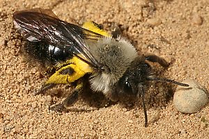 Andrena vaga, W, grabend Andrena vaga, W, grabend