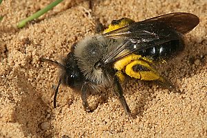 Andrena vaga, W, am Nesteingang Andrena vaga, W, beim Einschlüpfen ...