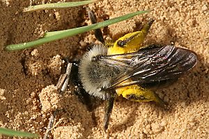 Andrena vaga, W, am Nesteingang Andrena vaga, W, im Nesteingang