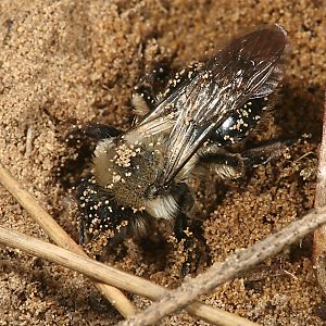 Andrena vaga, W, grabend Andrena vaga, W, grabend