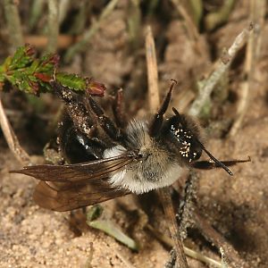 Andrena vaga, W, auf Nestsuche