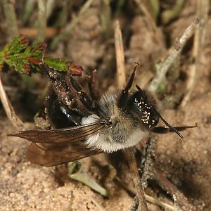 Andrena vaga, W, auf Nestsuche Andrena vaga, W, auf Nestsuche